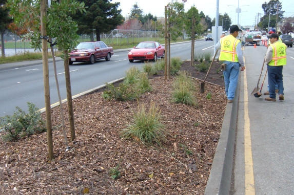 Street divider newly planted