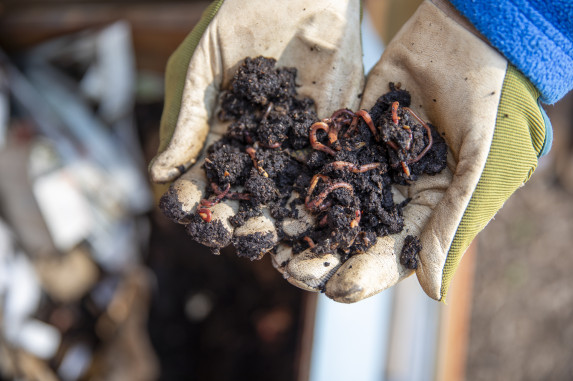 Red worms in gloved hands