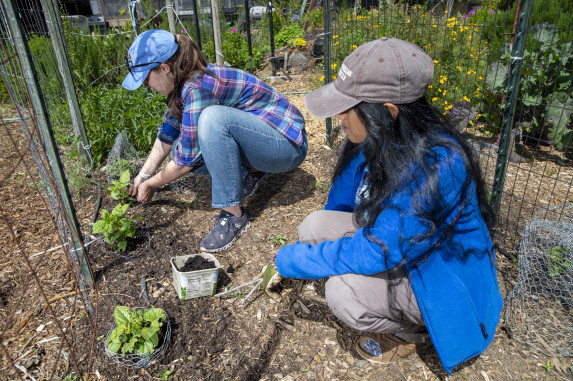 Two women applying compost around plant base.