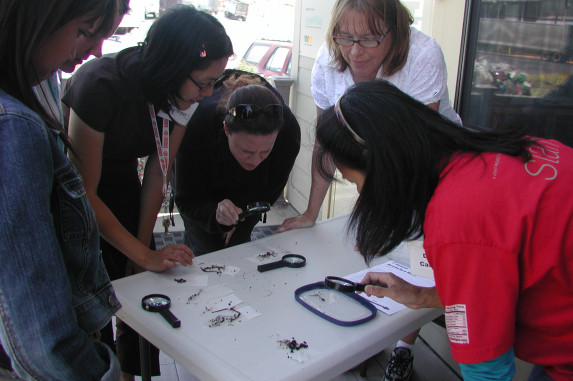 Teachers exploring the worm activity