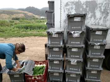 Stack of plastic totes with woman reaching into one filled with produce. 
